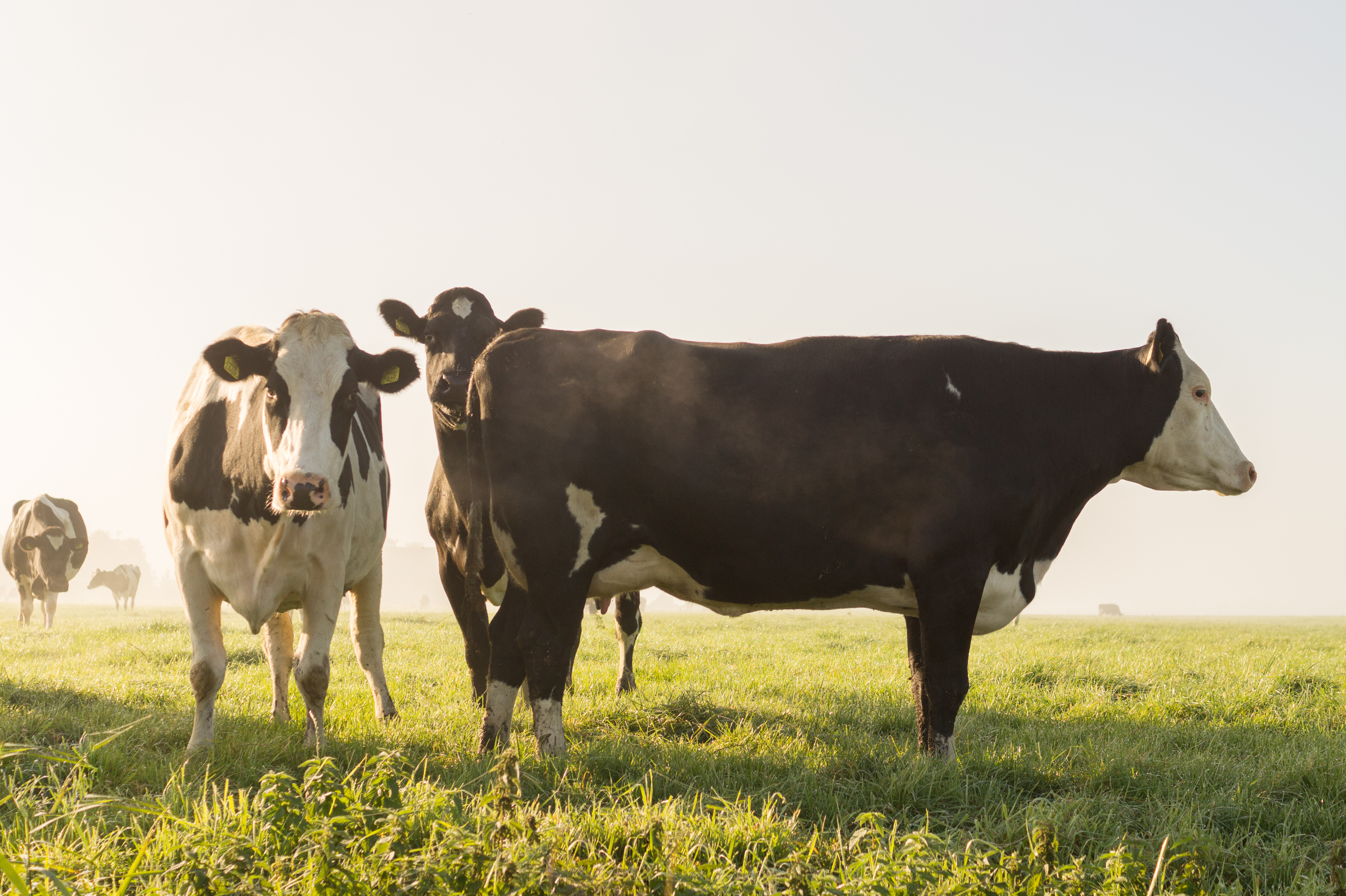Grass Fed Vs Grain Fed: Health Benefits of Grass Fed Meat Products
